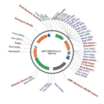 PSF-CMV-PURO-COOH-TEV-GST - C-TERMINAL GST TAG MAMMALIAN PLASMID plasmid vector for molecular cloning