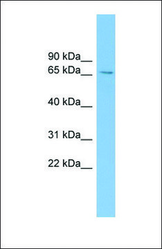 Anti-SLC6A1 antibody produced in rabbit affinity isolated antibody