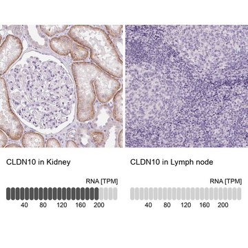 Anti-CLDN10 antibody produced in rabbit Prestige Antibodies&#174; Powered by Atlas Antibodies, affinity isolated antibody, buffered aqueous glycerol solution