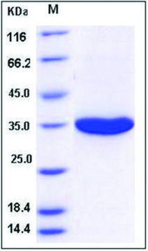 Kallikrein-3 human recombinant, expressed in human cells, &#8805;95% (SDS-PAGE)