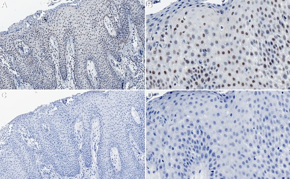 Anti-SRF Antibody, clone 2C5