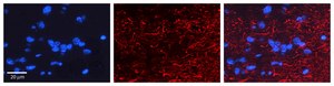 Anti-RGS6 antibody produced in rabbit affinity isolated antibody