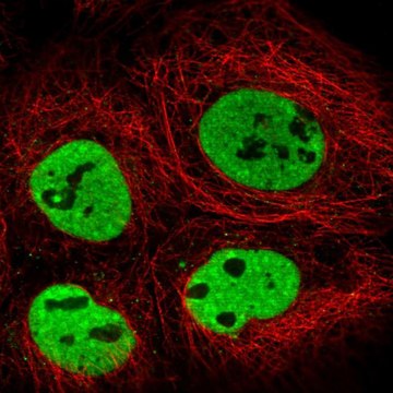 Anti-TRA2B antibody produced in rabbit Prestige Antibodies&#174; Powered by Atlas Antibodies, affinity isolated antibody