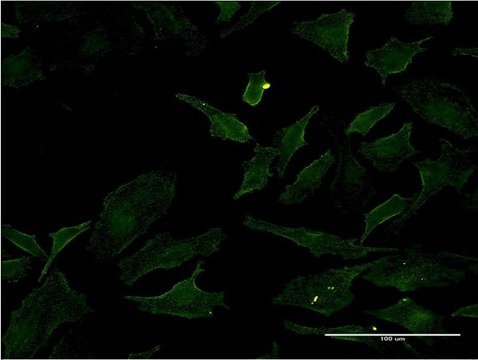 ANTI-BRAF antibody produced in mouse clone 2F7, purified immunoglobulin, buffered aqueous solution