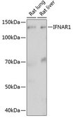 Anti-IFNAR1 antibody produced in rabbit