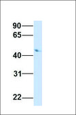 Anti-GP2 antibody produced in rabbit affinity isolated antibody