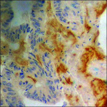 Anti-phospho-RGS16 (pTyr168) antibody produced in rabbit affinity isolated antibody