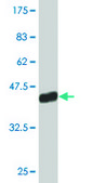 Monoclonal Anti-RPL30 antibody produced in mouse clone 2A4, purified immunoglobulin, buffered aqueous solution