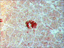 Anti-IAPP (N-terminal) antibody produced in rabbit ~1.0 mg/mL, affinity isolated antibody