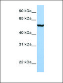 Anti-SLC39A5 (AB2) antibody produced in rabbit affinity isolated antibody