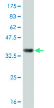 Monoclonal Anti-IL8 antibody produced in mouse clone 4E3, purified immunoglobulin, buffered aqueous solution