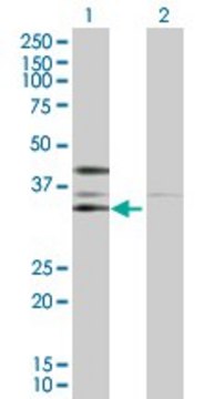 Anti-CSNK2A2 antibody produced in rabbit purified immunoglobulin, buffered aqueous solution