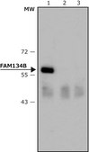 Anti-FAM134B (lumenal) antibody produced in rabbit affinity isolated antibody, buffered aqueous solution