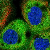 Anti-KIAA1524 antibody produced in rabbit Prestige Antibodies® Powered by Atlas Antibodies, affinity isolated antibody, buffered aqueous glycerol solution