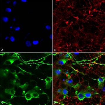 Monoclonal Anti-Vglut1 - Fitc antibody produced in mouse clone S28-9, purified immunoglobulin