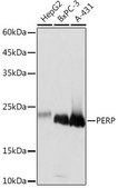 Anti-PERP antibody produced in rabbit