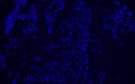 Escherichia coli FISH probe - Cy3 Probe for fluorescence in situ hybridization (FISH)