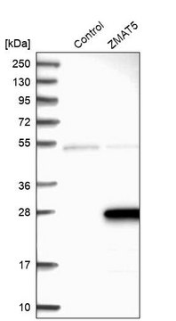 Anti-ZMAT5 antibody produced in rabbit Prestige Antibodies&#174; Powered by Atlas Antibodies, affinity isolated antibody, buffered aqueous glycerol solution