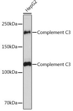 Anti-Complement C3 antibody produced in rabbit