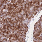 Anti-MYDGF antibody produced in rabbit Prestige Antibodies® Powered by Atlas Antibodies, affinity isolated antibody, buffered aqueous glycerol solution