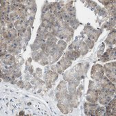 Anti-SH3GLB1 antibody produced in rabbit Prestige Antibodies® Powered by Atlas Antibodies, affinity isolated antibody, buffered aqueous glycerol solution