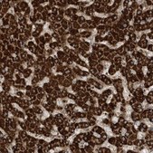 Anti-SENP8 antibody produced in rabbit Prestige Antibodies® Powered by Atlas Antibodies, affinity isolated antibody, buffered aqueous glycerol solution