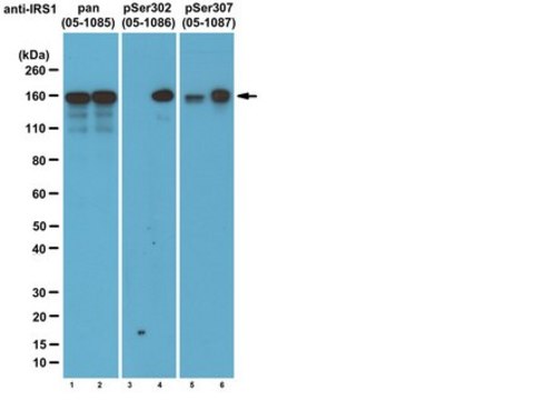 Anti-phospho-IRS1 (Ser302 mouse/ Ser307 human) Antibody, clone 8.1.2 clone 8.1.2, from mouse