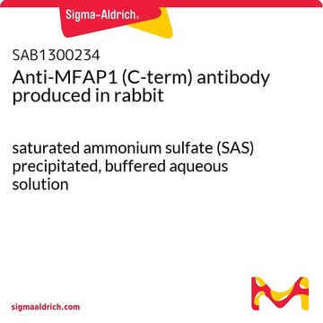 Anti-MFAP1 (C-term) antibody produced in rabbit saturated ammonium sulfate (SAS) precipitated, buffered aqueous solution