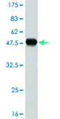Monoclonal Anti-LRRFIP1, (C-terminal) antibody produced in mouse clone 3E1, purified immunoglobulin, buffered aqueous solution