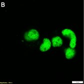 Anti-SPI-C Antibody, clone 1F10 ZooMAb® Rabbit Monoclonal recombinant, expressed in HEK 293 cells
