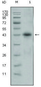 Monoclonal Anti-APOL1 antibody produced in mouse clone 1D4, ascites fluid