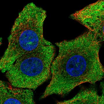 Anti-SHB antibody produced in rabbit Prestige Antibodies&#174; Powered by Atlas Antibodies, affinity isolated antibody