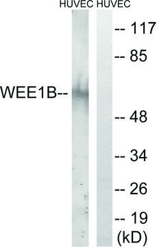 Anti-WEE2 antibody produced in rabbit affinity isolated antibody