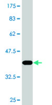 Monoclonal Anti-C20ORF172, (C-terminal) antibody produced in mouse clone 2A7, purified immunoglobulin, buffered aqueous solution