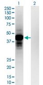 Monoclonal Anti-OTP antibody produced in mouse clone 8E12, purified immunoglobulin