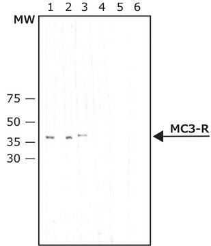 Anti-Melanocortin-3 Receptor antibody produced in rabbit IgG fraction of antiserum, buffered aqueous solution