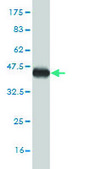 Monoclonal Anti-TROVE2 antibody produced in mouse clone 1F2, purified immunoglobulin, buffered aqueous solution