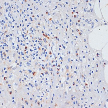 Anti-TLR4 antibody produced in rabbit