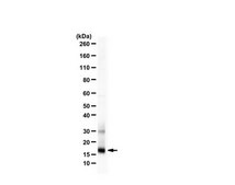 Anti-TMEM100 from rabbit, purified by affinity chromatography
