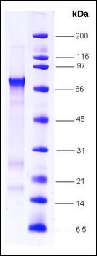 MDM2, HIS标记 人 recombinant, expressed in E. coli, &#8805;80% (SDS-PAGE), buffered aqueous solution