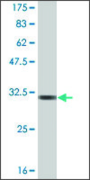 Monoclonal Anti-GNRH1, (C-terminal) antibody produced in mouse clone 1C2, ascites fluid