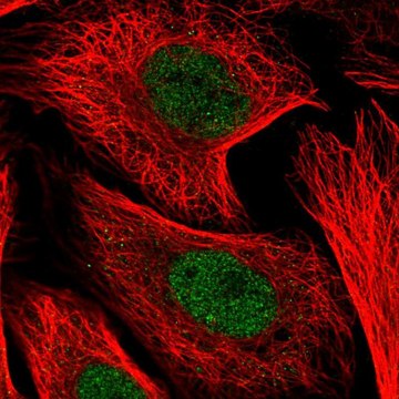 Anti-KDELC1 antibody produced in rabbit Prestige Antibodies&#174; Powered by Atlas Antibodies, affinity isolated antibody