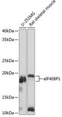 Anti-eIF4EBP1 antibody produced in rabbit