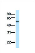 Anti-ANGPTL2 antibody produced in rabbit affinity isolated antibody