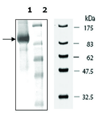 PDE2A FLAG tag active human recombinant, expressed in baculovirus infected Sf9 cells, &#8805;88% (SDS-PAGE)