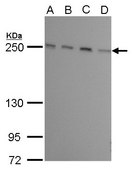 Monoclonal Anti-mTOR antibody produced in mouse clone GT6611, affinity isolated antibody