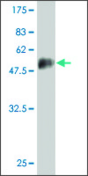 Monoclonal Anti-NOG antibody produced in mouse clone 4C9, purified immunoglobulin, buffered aqueous solution