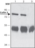 Anti-Cullin 3 (C-terminal) antibody produced in rabbit ~1.0 mg/mL, affinity isolated antibody, buffered aqueous solution