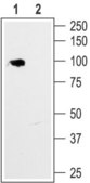 Anti-HCN1 antibody produced in rabbit affinity isolated antibody, lyophilized powder