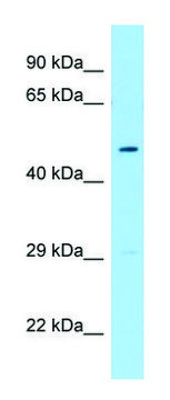 Anti-FLOT1 (C-terminal) antibody produced in rabbit affinity isolated antibody